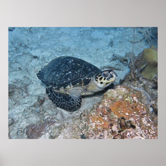 Poster Bécasseau à Hawksbill (Devant)