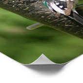 Poster Bécasseau à poitrine rose (Coin)