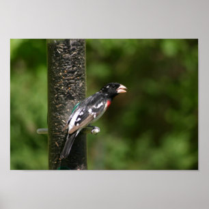 Poster Bécasseau à poitrine rose