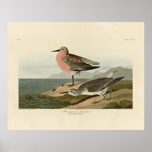 Poster Bécasseau à poitrine rouge, Oiseaux d'Amérique d'A (Devant)