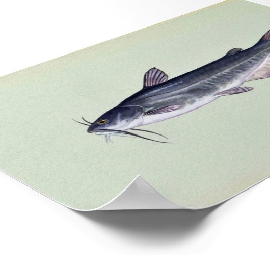 Poster Bécasseau blanc (Coin)