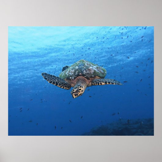 Poster Bécasseau de plongée (Devant)