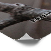 Poster Bécasseau noir (Coin)