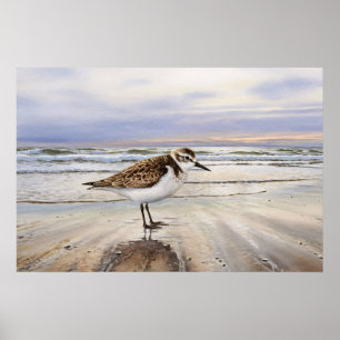 Poster Bécasseau sur le Beach Bird Art