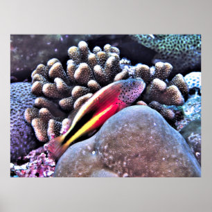 Poster Bécasseau sur le corail