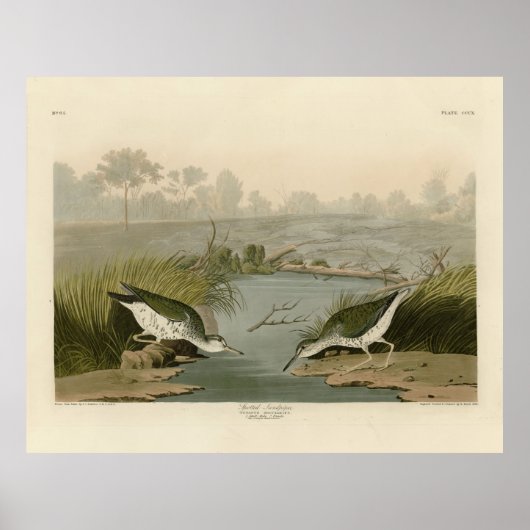 Poster Bécasseau tacheté des oiseaux d'Amérique d'Audubon (Devant)