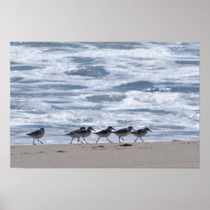 Poster Bécasseaux sur la plage