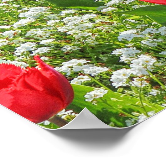 Poster Bed of Tulips, Gorsedd Gardens, Cardiff, Pays de G (Coin)