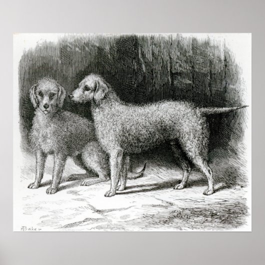 Poster Bedlington Terriers- M. F. Armstrong (Devant)