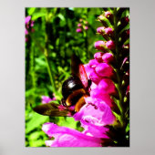 Poster Bee Butt (Devant)