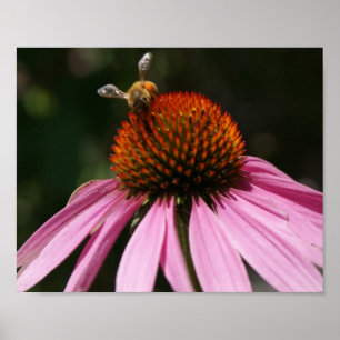 Poster Bee Buzz 10x8