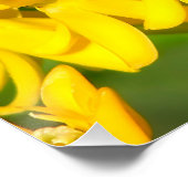 Poster Bee Feasting on Butterfly Weed Wildflowers (Coin)