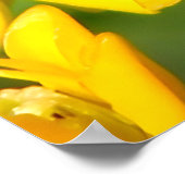 Poster Bee Feasting on Butterfly Weed Wildflowers (Coin)