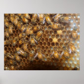 Poster Bee Hive (Devant)