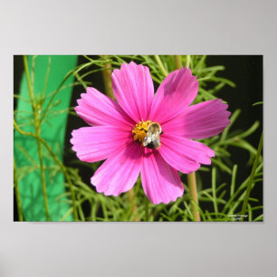 Poster Bee On A Cosmos Photo Print
