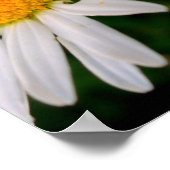 Poster Bee on a Daisy (Coin)