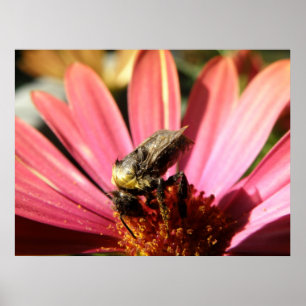 Poster Bee on a Rain Daisy
