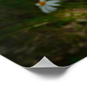 Poster Bee on Daisy Alaskan Summer Nature (Coin)