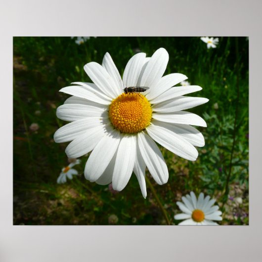 Poster Bee on Daisy Alaskan Summer Nature (Devant)