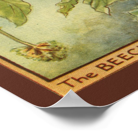 Poster Beech Tree Fairy by Vision Studio (Coin)