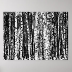 Poster Beech Trees, White and Charcoal Gray / Grey