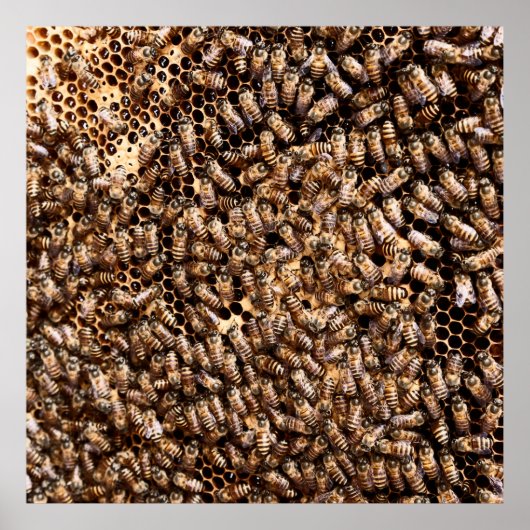 POSTER BEEHIVE (Devant)