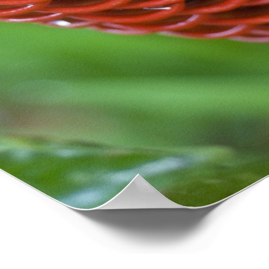 Poster Beehive Ginger, Zingiber (spéctabile), (Coin)