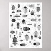 Poster Beetle noir et blanc (Devant)