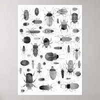 Beetle noir et blanc