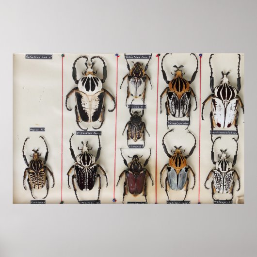 Poster Beetle Species Bug Insect nature photograph  (Devant)