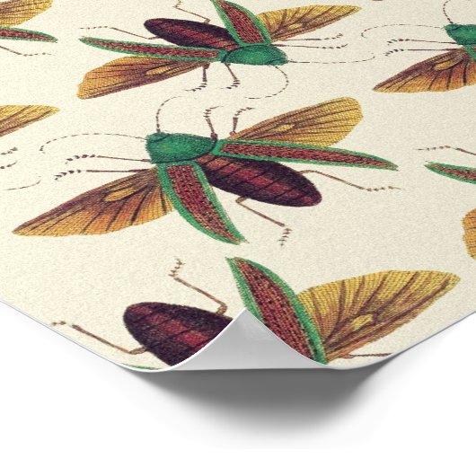 Poster Beetles (Coin)