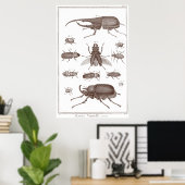 Poster Beetles - Plaque LXXV Histoire Naturelle Diderot (Bureau à domicile)