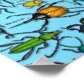 Poster Beetons sur bleu (Coin)