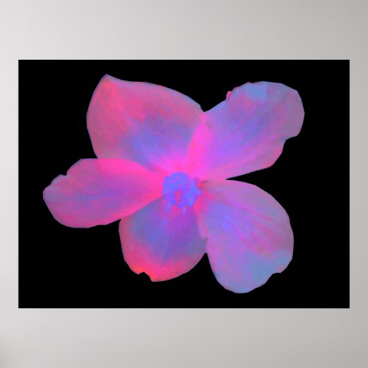 Poster Bégonia Fluorescent (Devant)