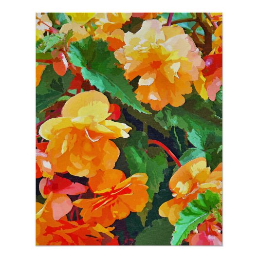 POSTER BEGONIAS (Devant)
