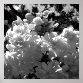 Poster Bégonias (Devant)