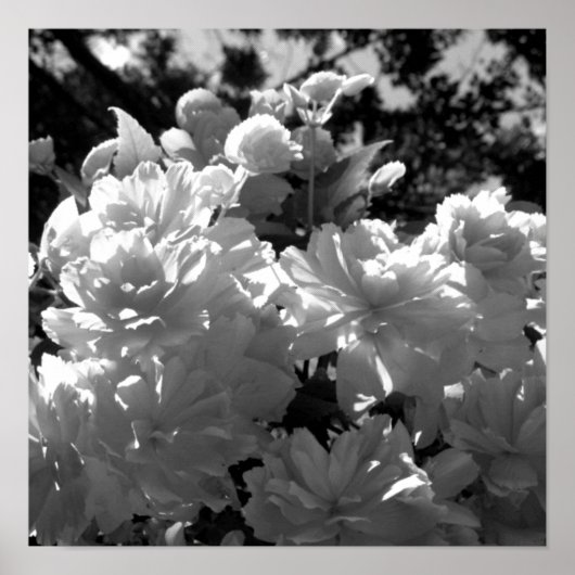 Poster Bégonias (Devant)