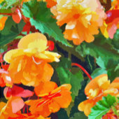 POSTER BEGONIAS