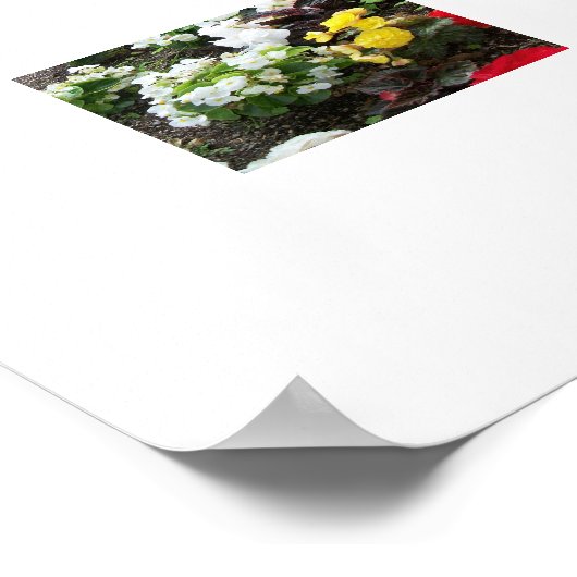 Poster Begonias (Coin)