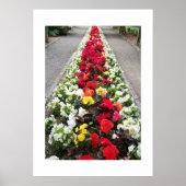 Poster Begonias (Devant)