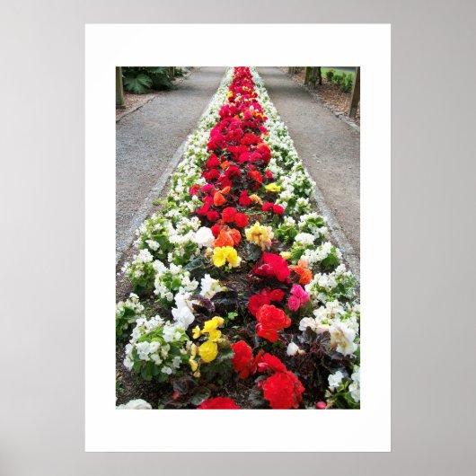 Poster Begonias (Devant)
