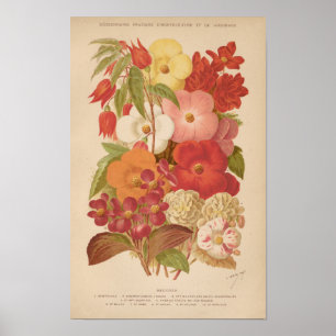 Poster Bégonie George Nicholson