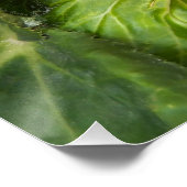 Poster Bégonie rose et blanche Floral Glossy (Coin)