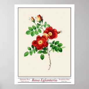 Poster beige Rosa Eglanteria