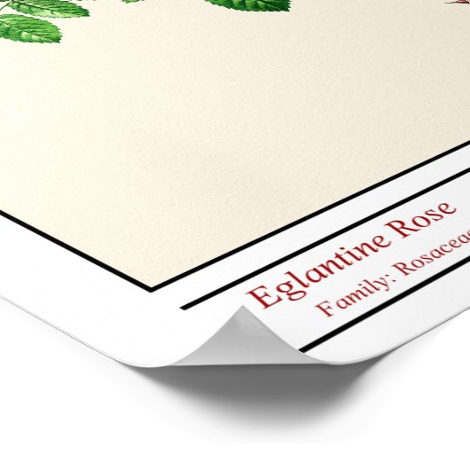 Poster beige Rosa Eglanteria (Coin)