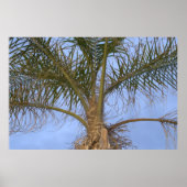 Poster Bel arbre palmier de près (Devant)