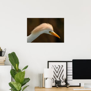 Poster Bel oiseau héron garde-boeufs