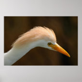Poster Bel oiseau héron garde-boeufs (Devant)