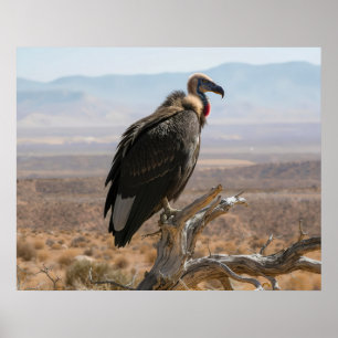 Poster Bel Oiseau Magnifique