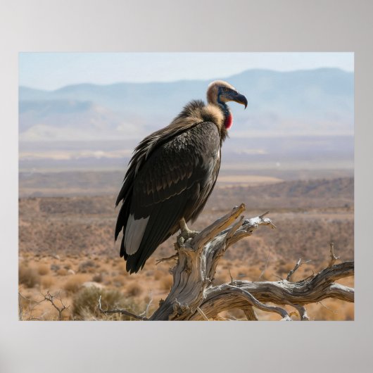 Poster Bel Oiseau Magnifique (Devant)